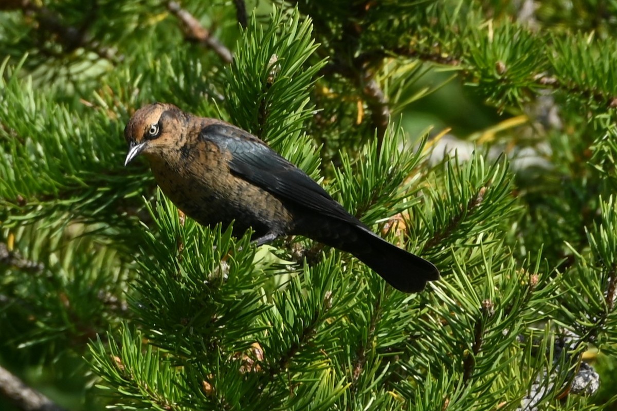kanadatrupial - ML641932037