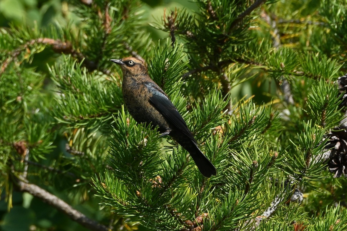 kanadatrupial - ML641932039