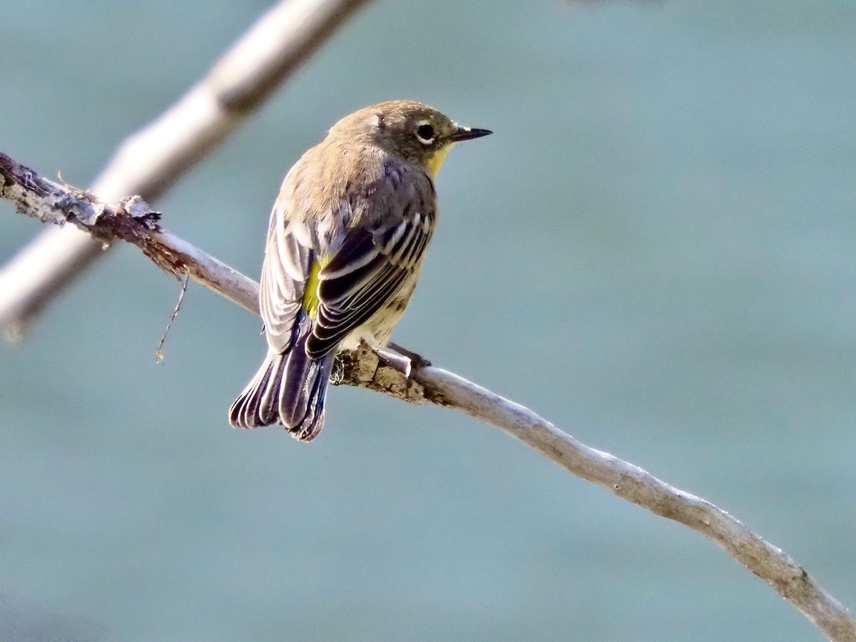 Yellow-rumped Warbler (Audubon's) - ML641932047