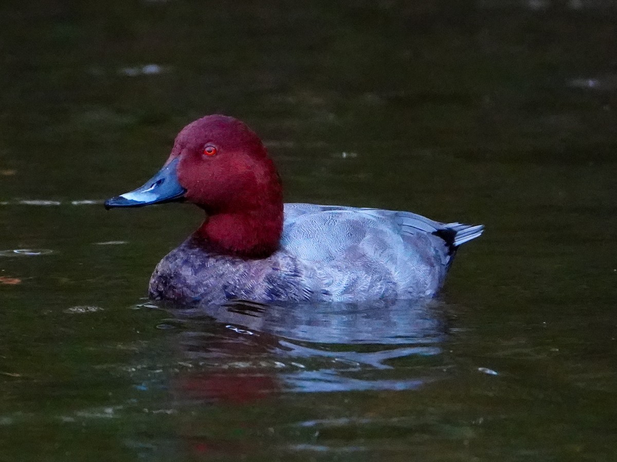 Common Pochard - ML641932069