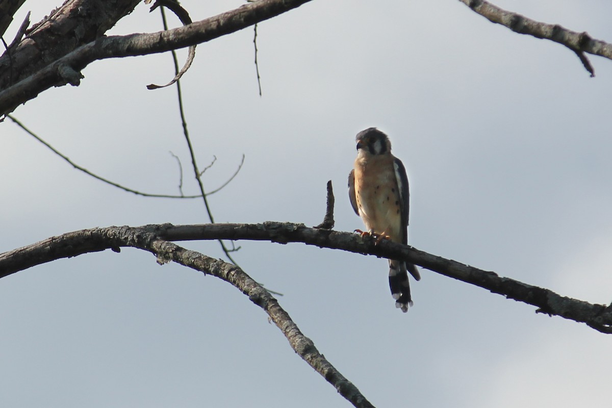 American Kestrel - ML641932096