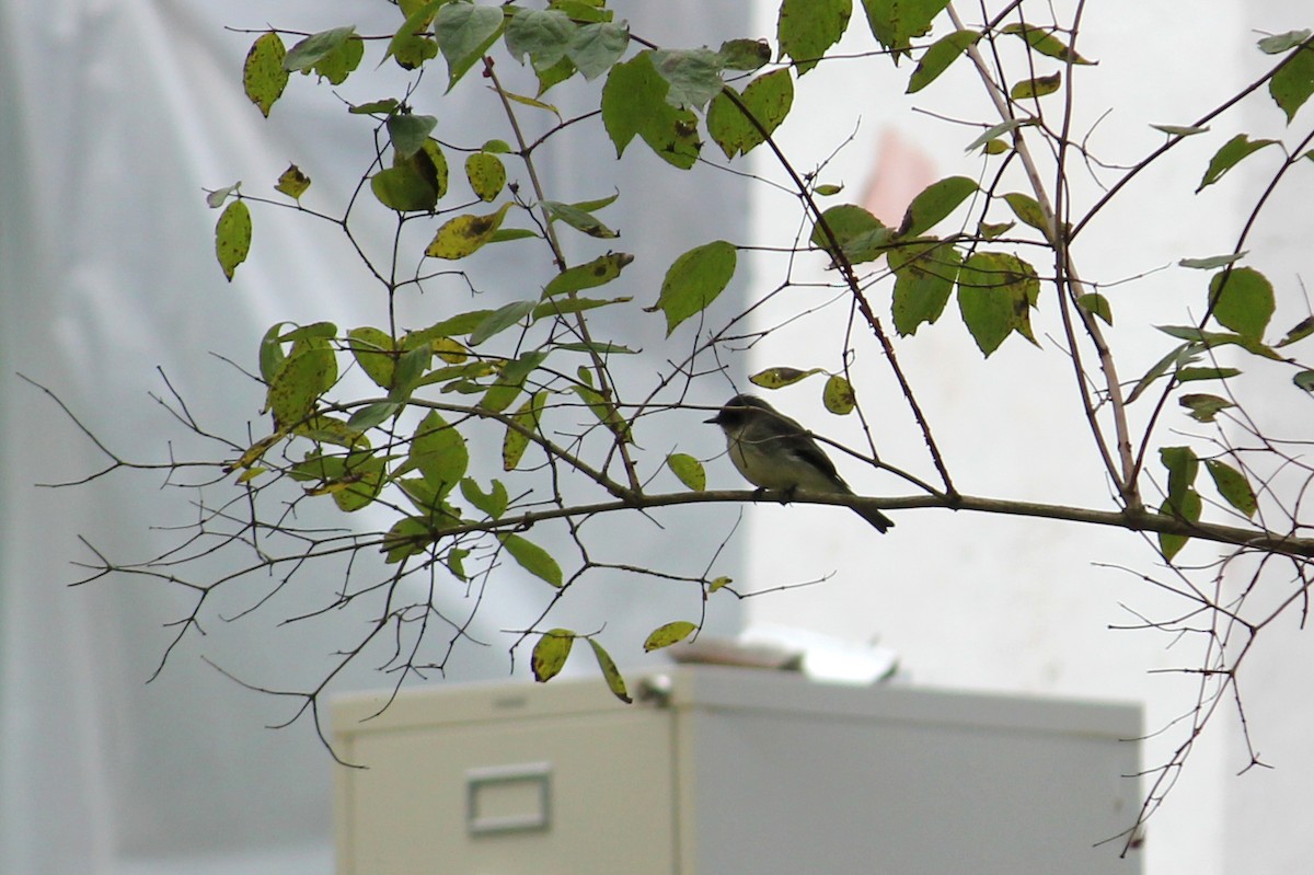 Eastern Phoebe - ML641932102