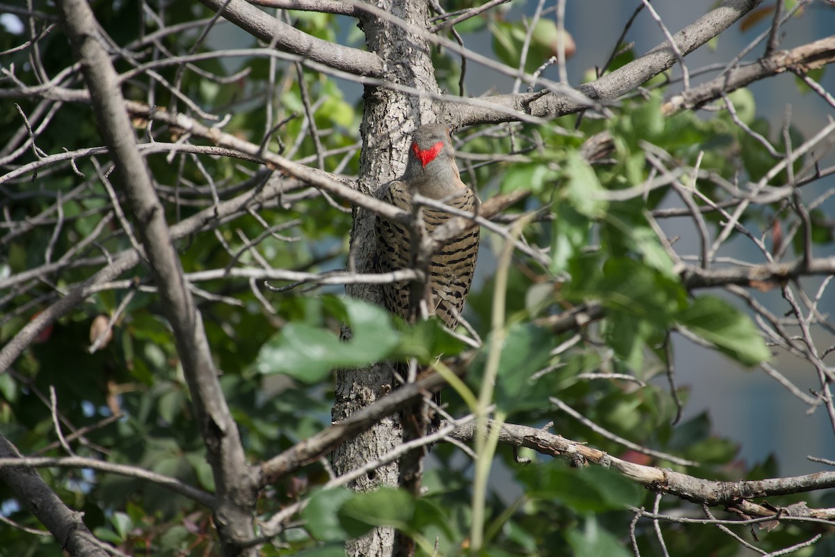 Northern Flicker - ML641932120