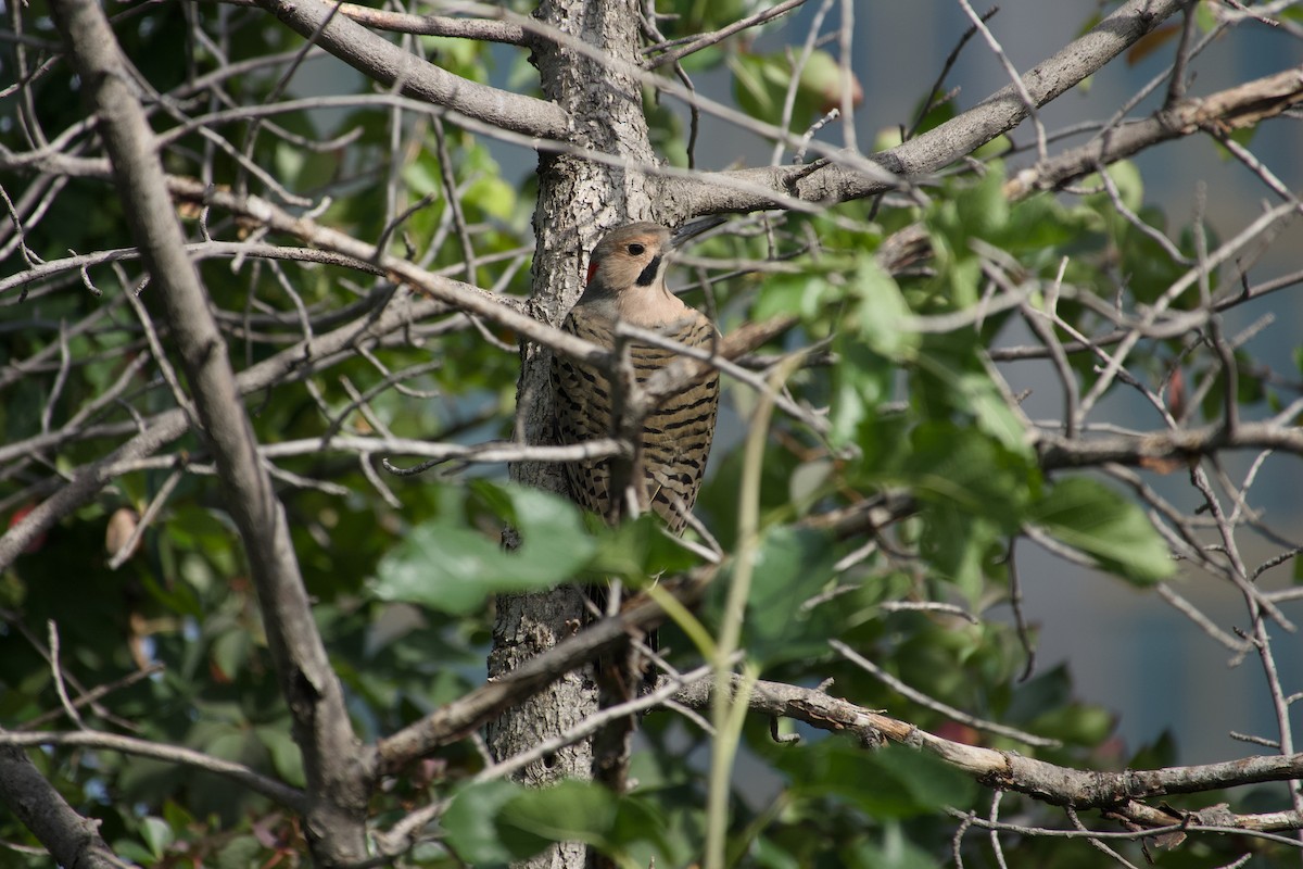 Northern Flicker - ML641932121
