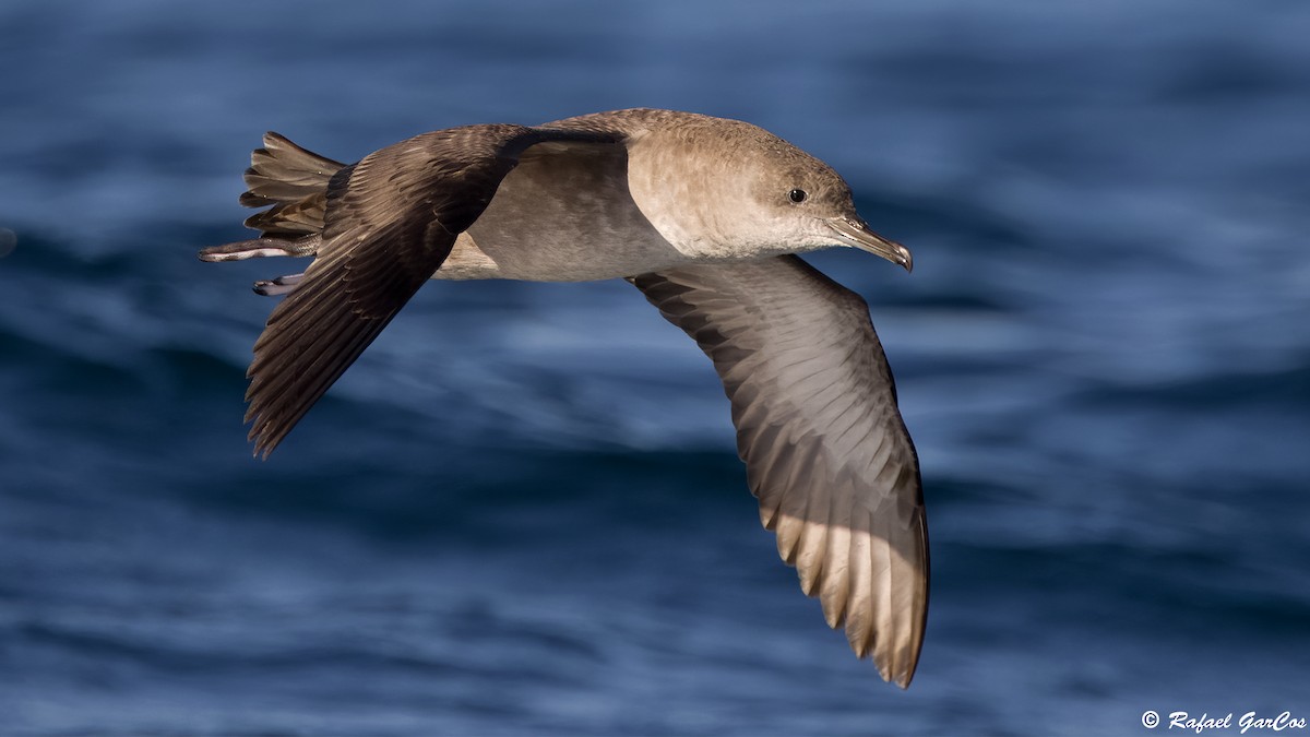 Balearic Shearwater - ML641932128