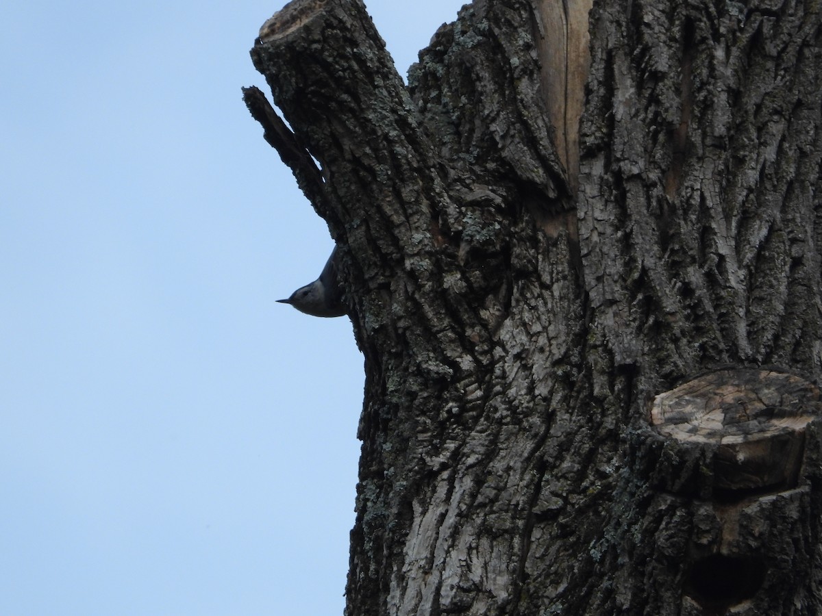 White-breasted Nuthatch - ML641932129