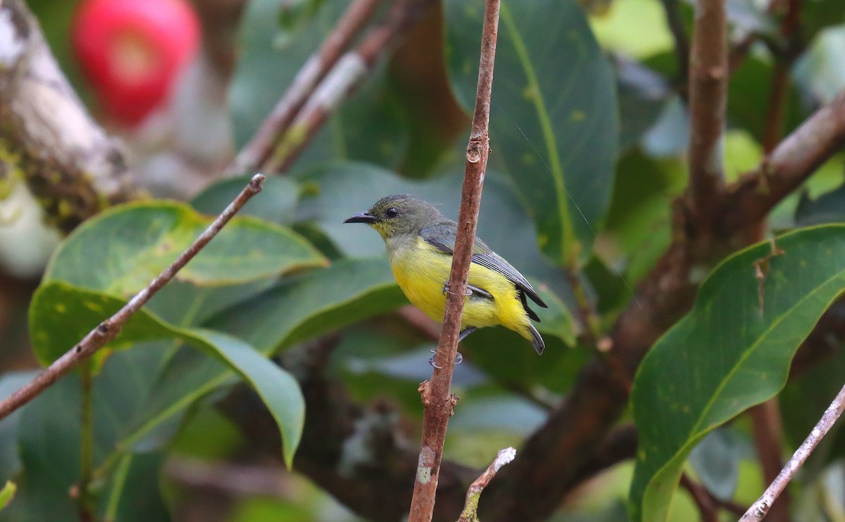Orange-bellied Flowerpecker - ML641932154