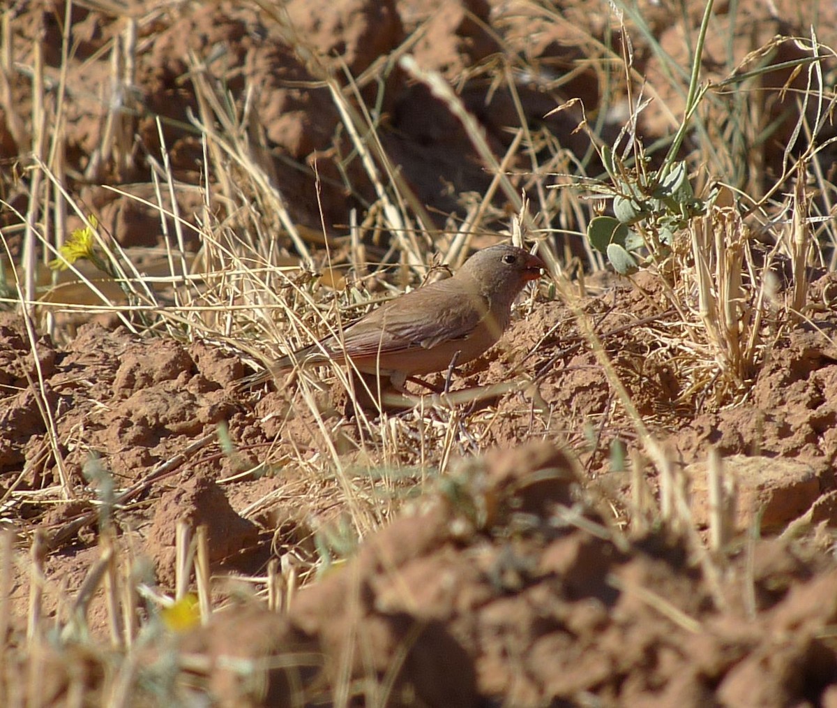 חצוצרן מדבר - ML641932165
