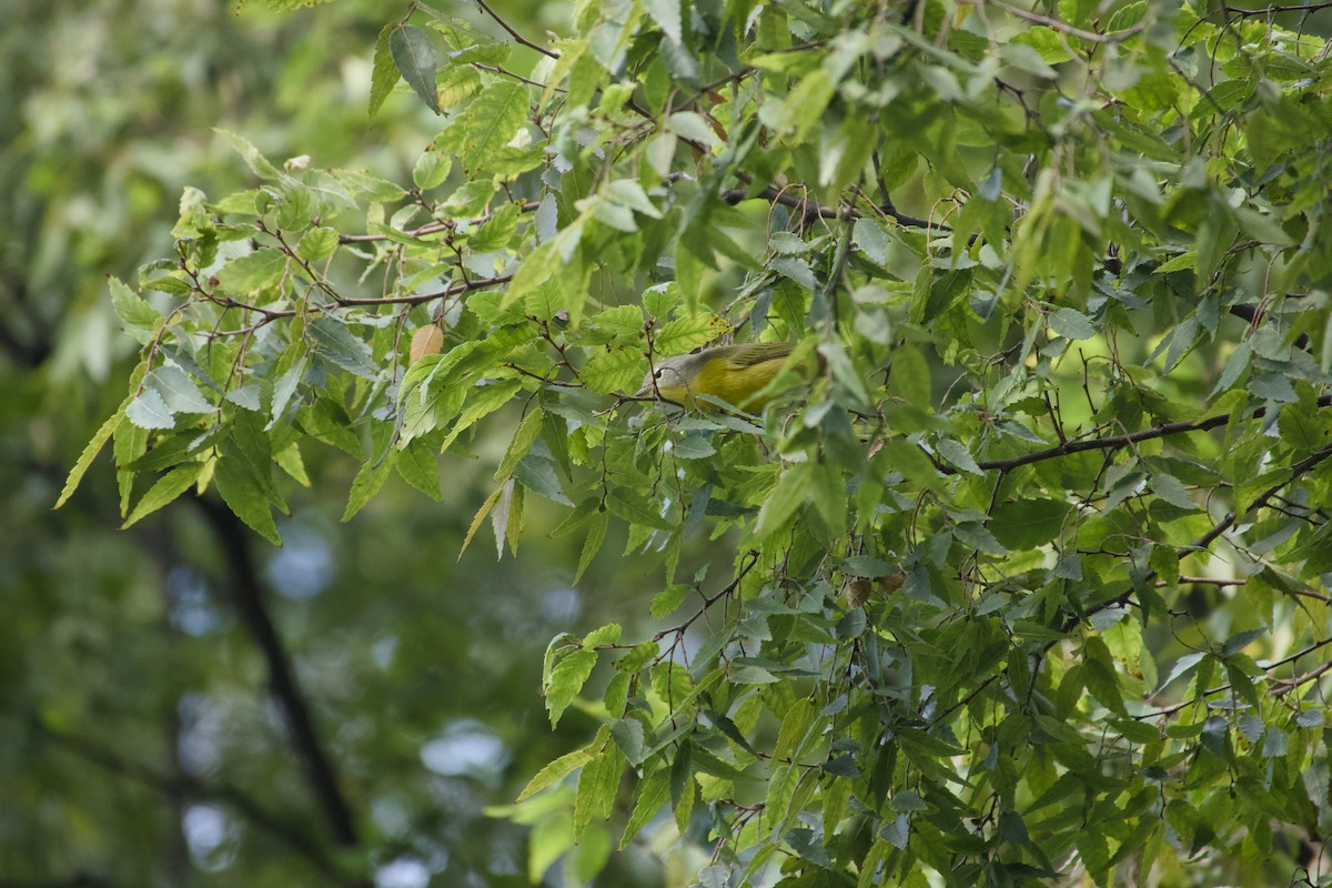 Nashville Warbler - ML641932181