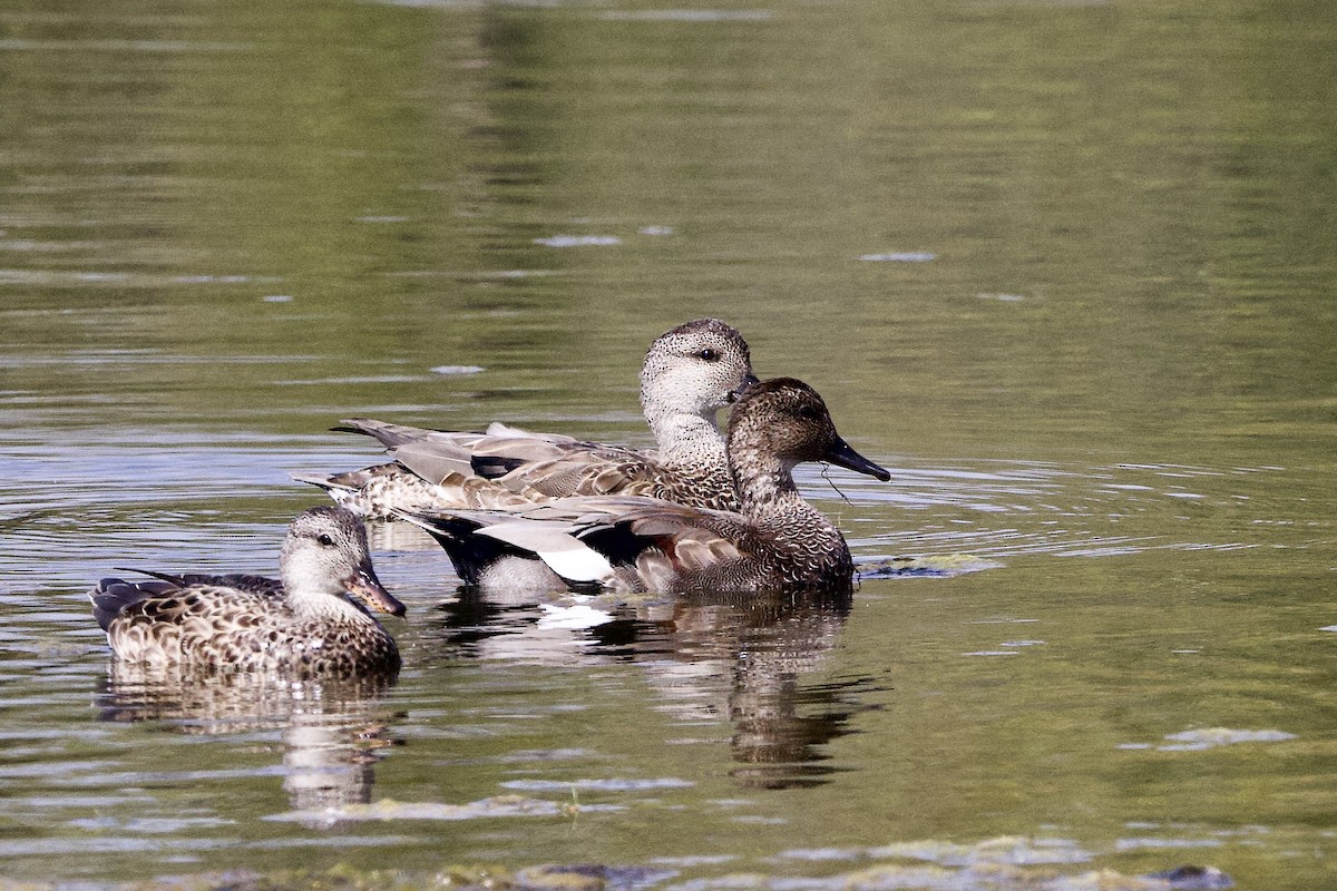Gadwall - ML641932219
