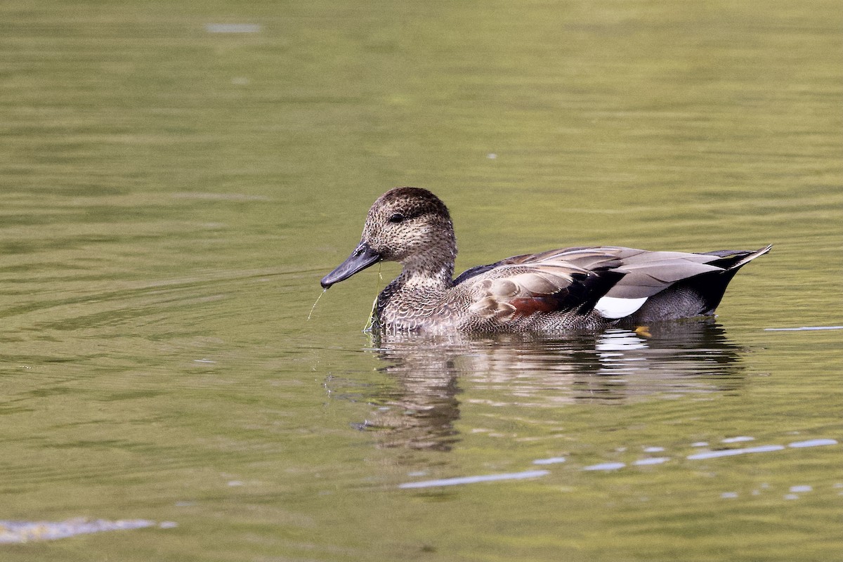 Gadwall - ML641932222
