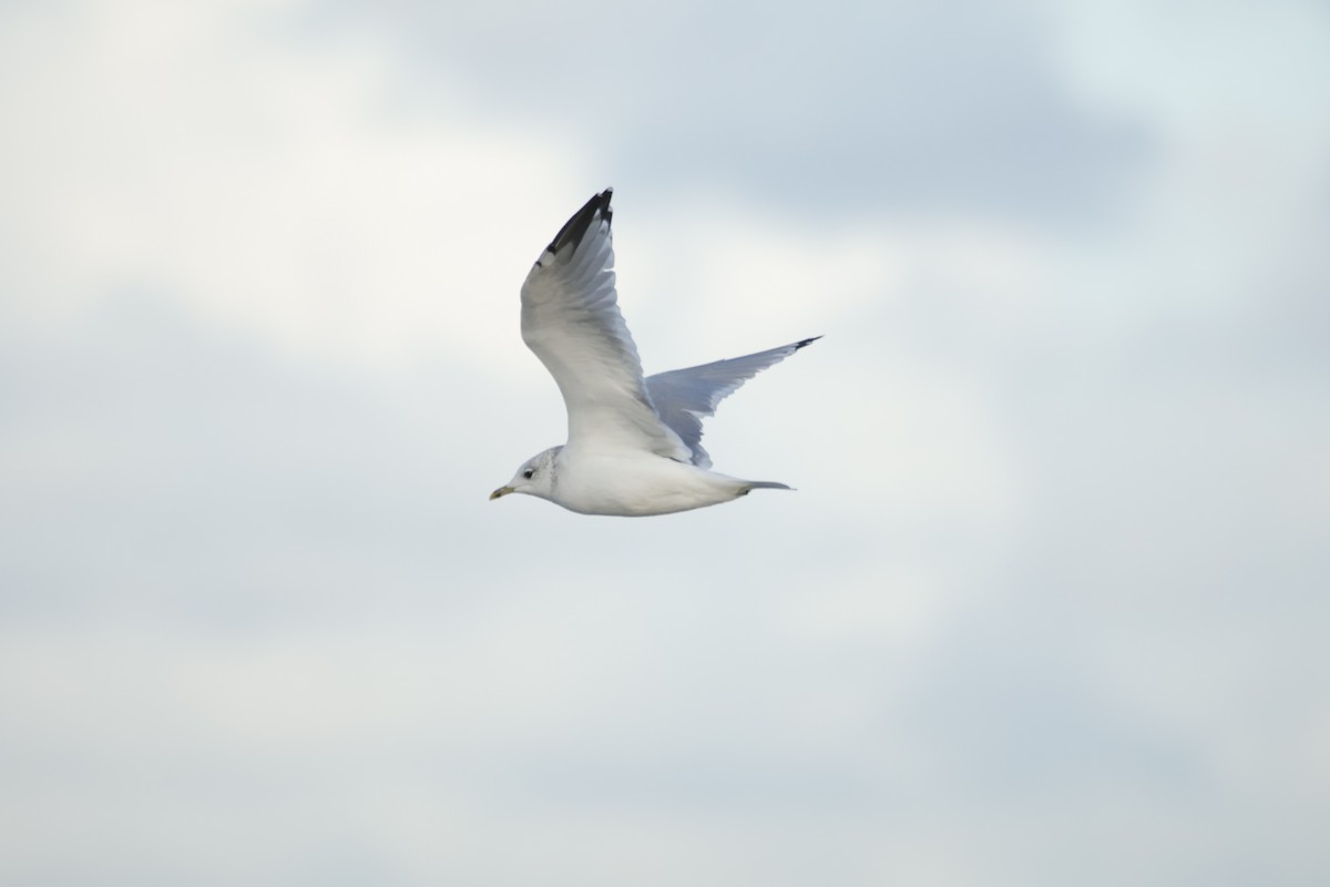 Common Gull (European) - ML641932233