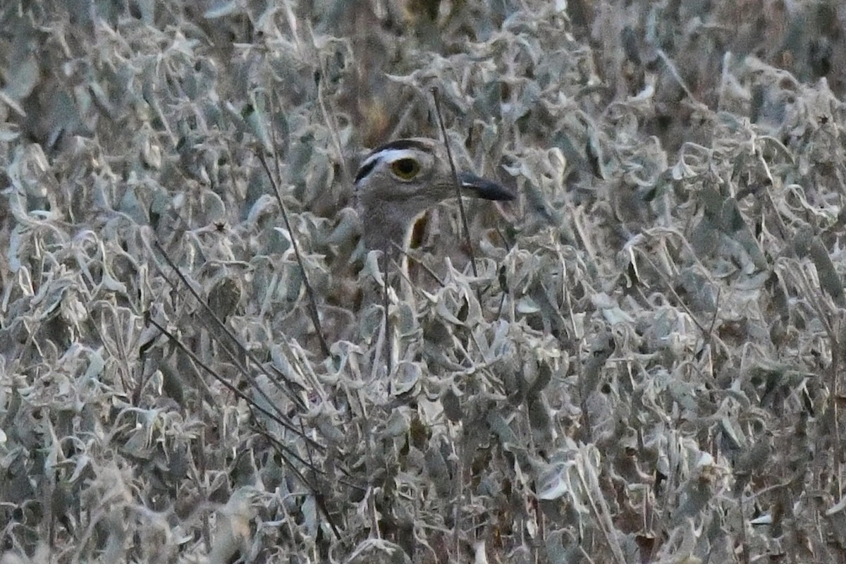 Double-striped Thick-knee - ML641932271
