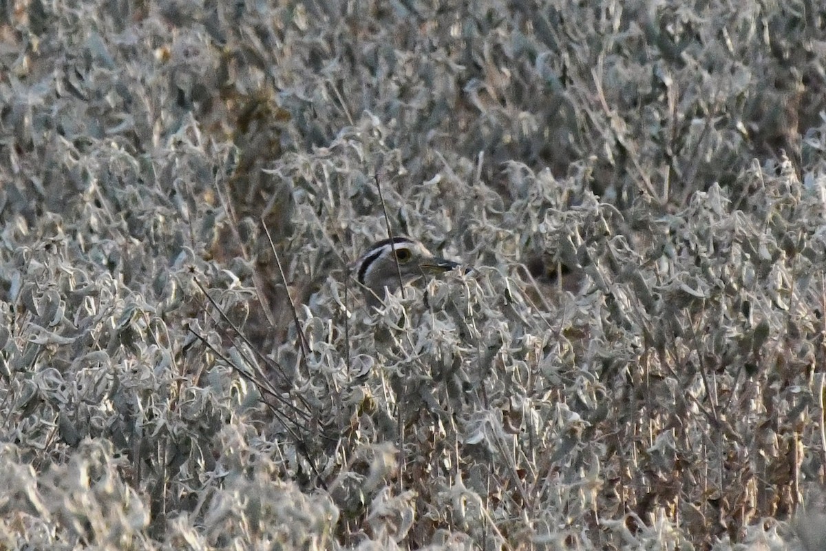 Double-striped Thick-knee - ML641932272