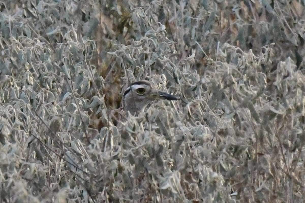 Double-striped Thick-knee - ML641932273