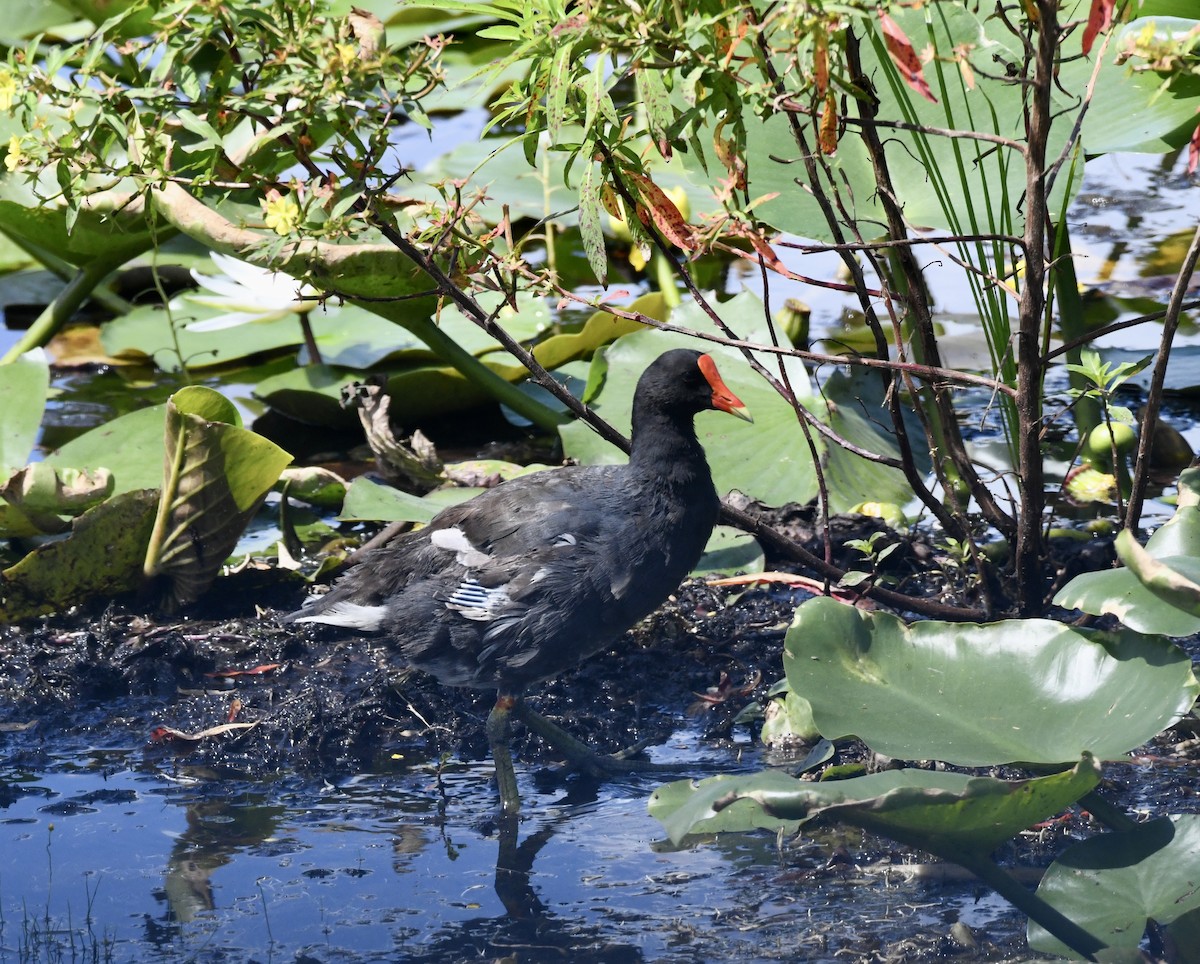 Common Gallinule - ML641932282