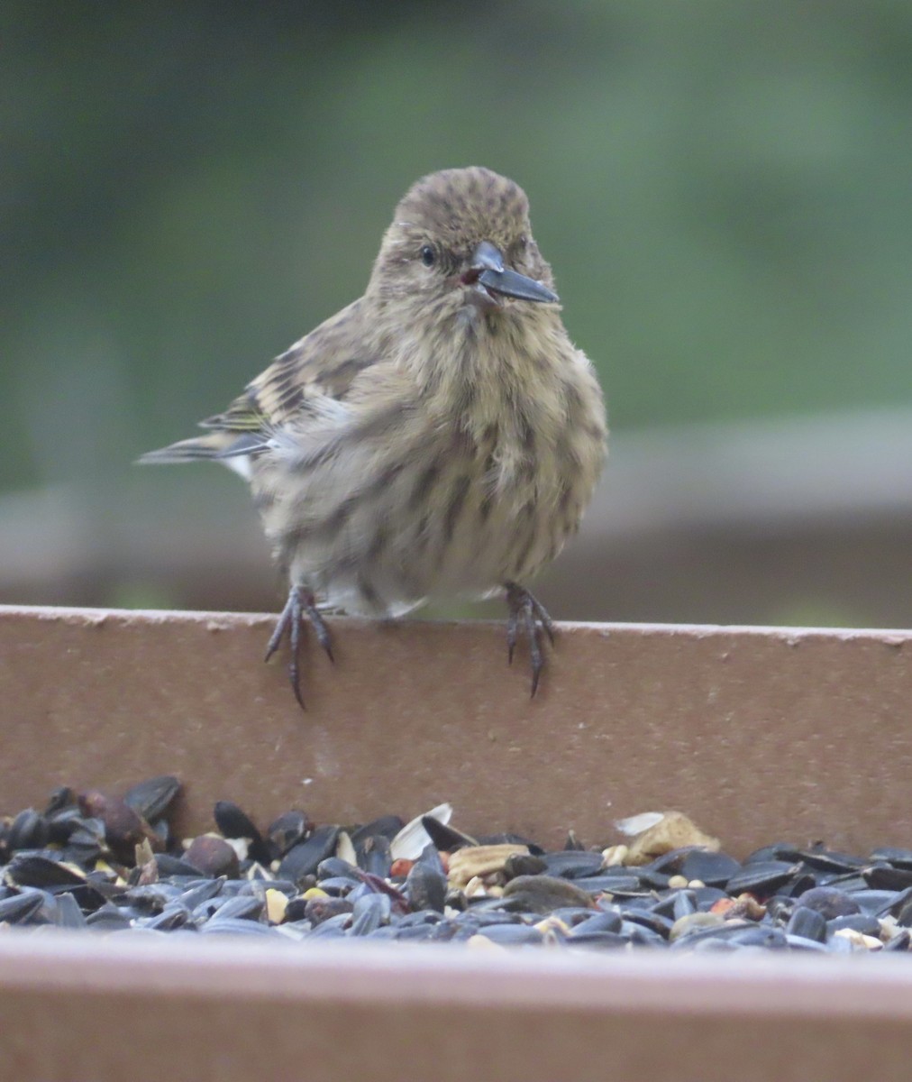 Pine Siskin - ML641932285