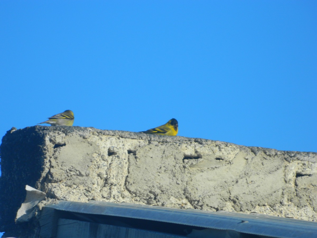 Black-chinned Siskin - ML641932286