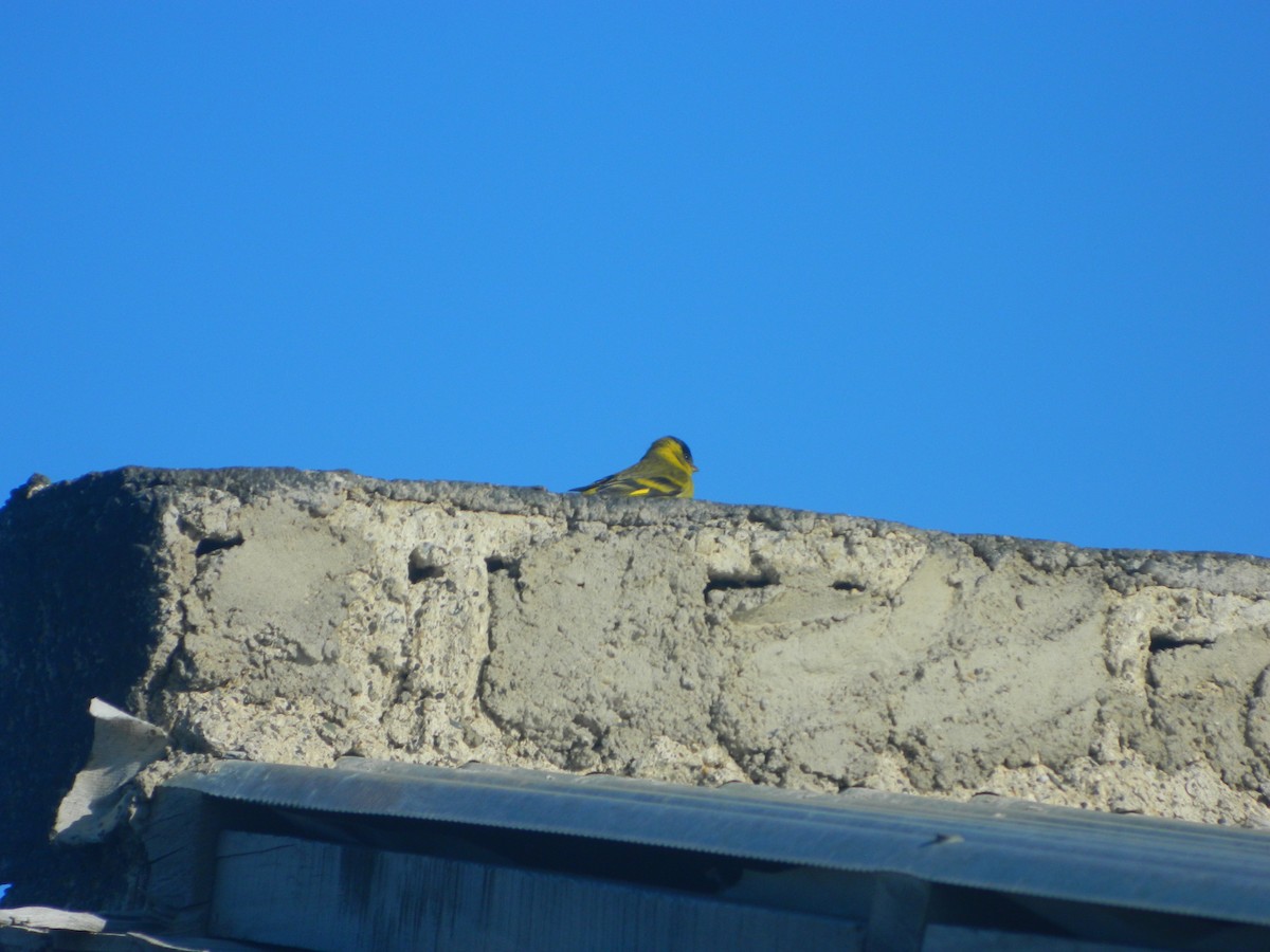 Black-chinned Siskin - ML641932292