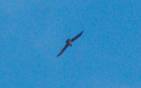 Bearded Vulture - ML641932293