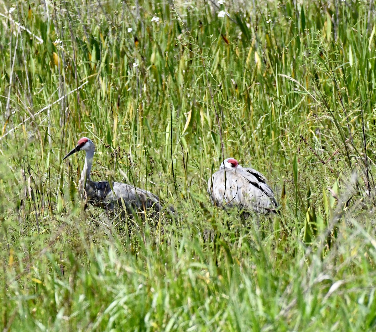 Орог тогоруу - ML641932311