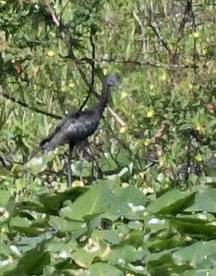 Гялаан билүүс - ML641932321