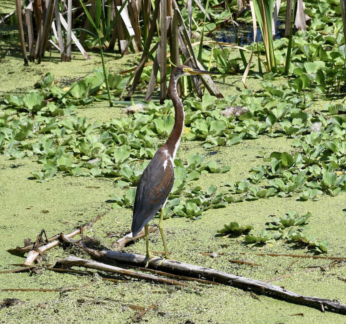 Tricolored Heron - ML641932330