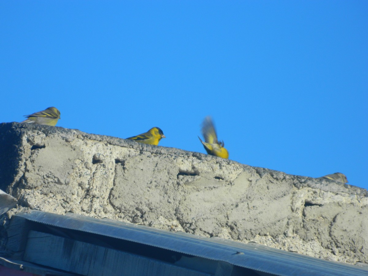 Black-chinned Siskin - ML641932332