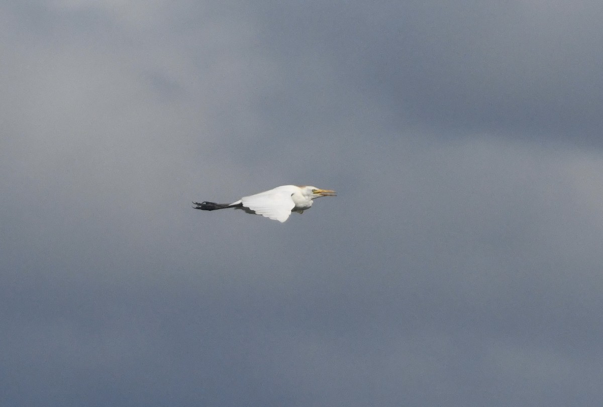 Western Cattle-Egret - ML641932336