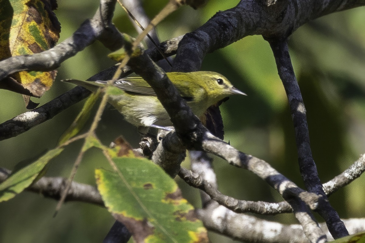 Tennessee Warbler - ML641932342