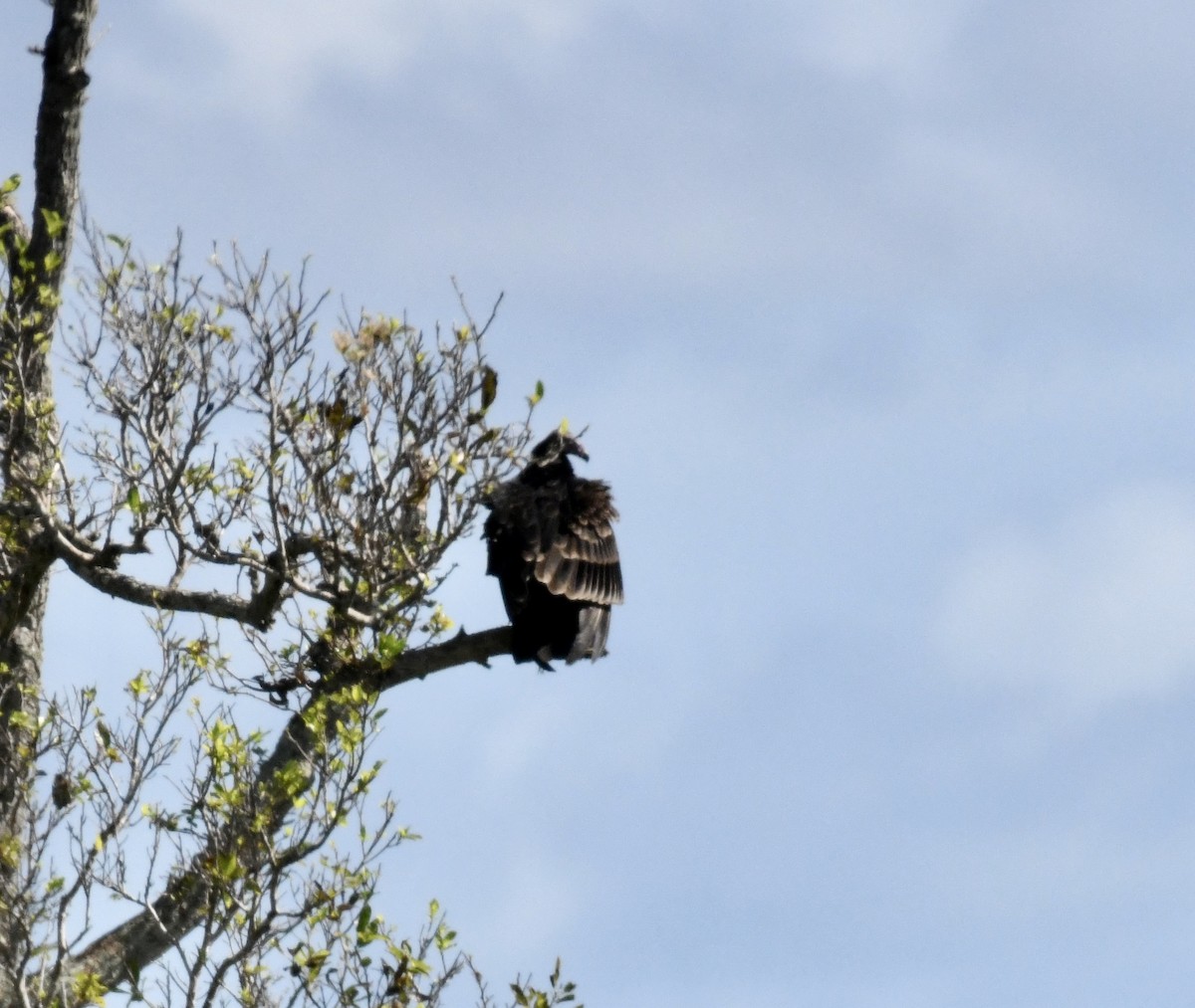 Turkey Vulture - ML641932346