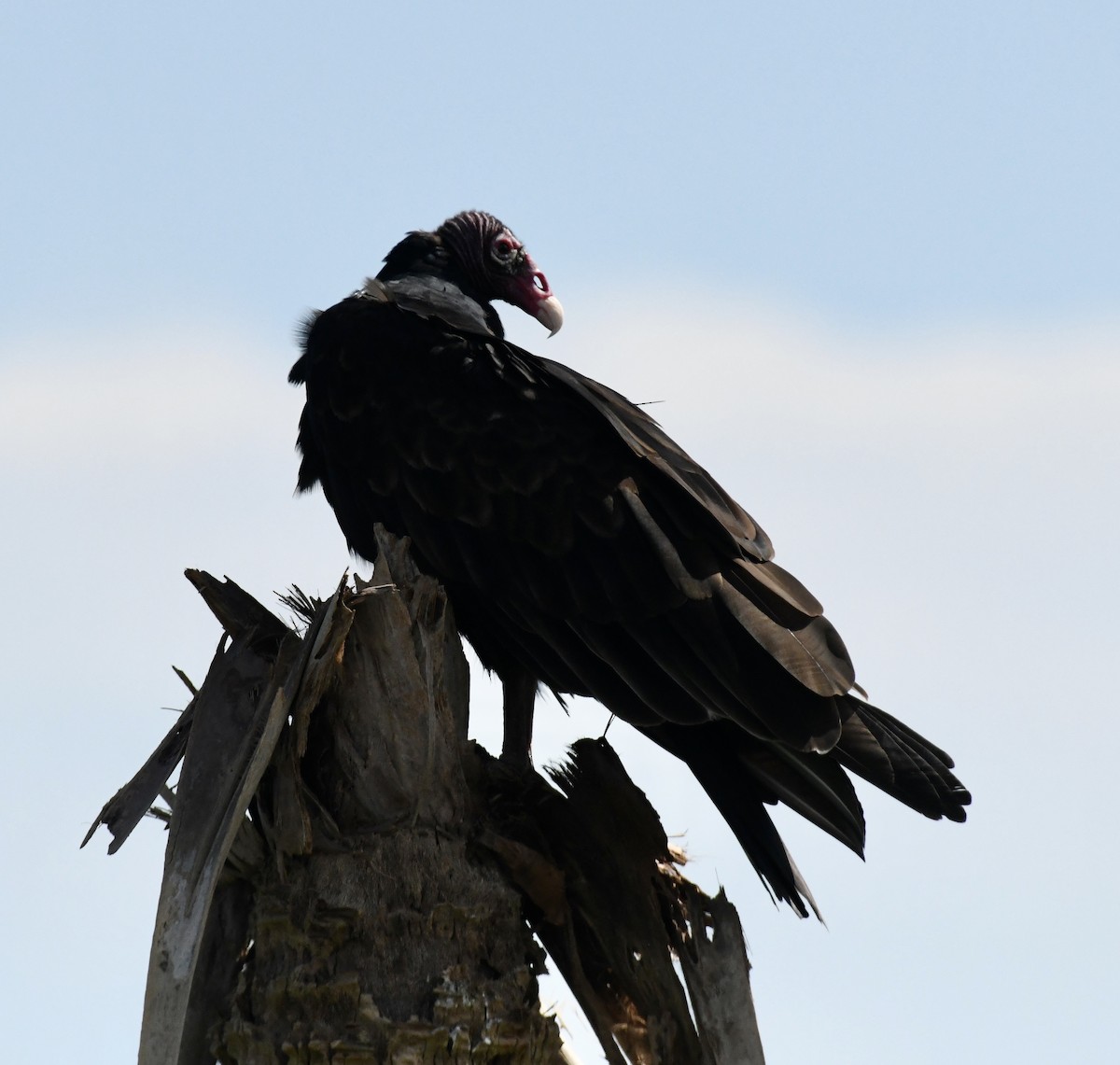 Turkey Vulture - ML641932347