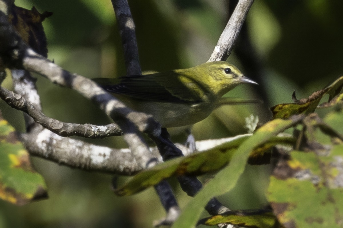 Tennessee Warbler - ML641932348