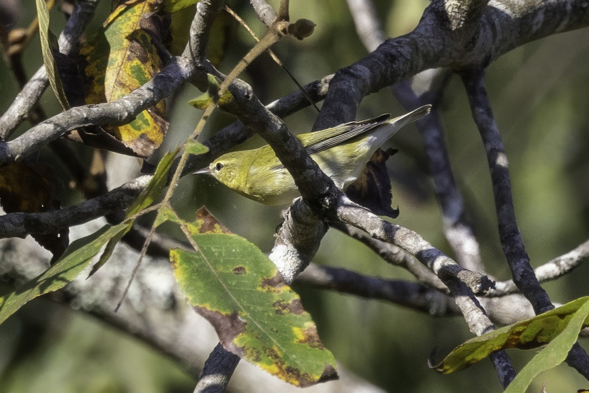 Tennessee Warbler - ML641932350