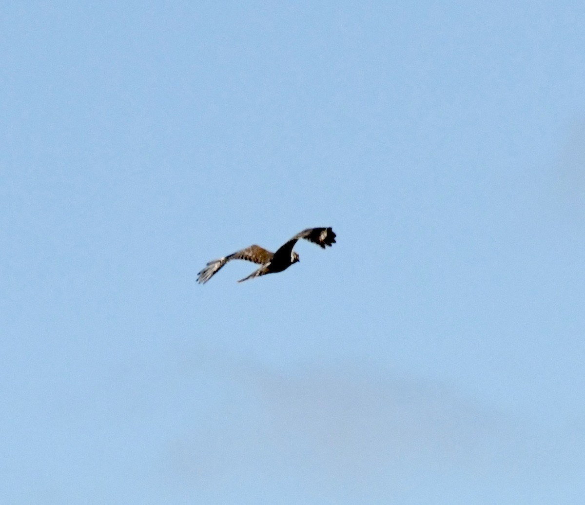 Red-shouldered Hawk - ML641932352