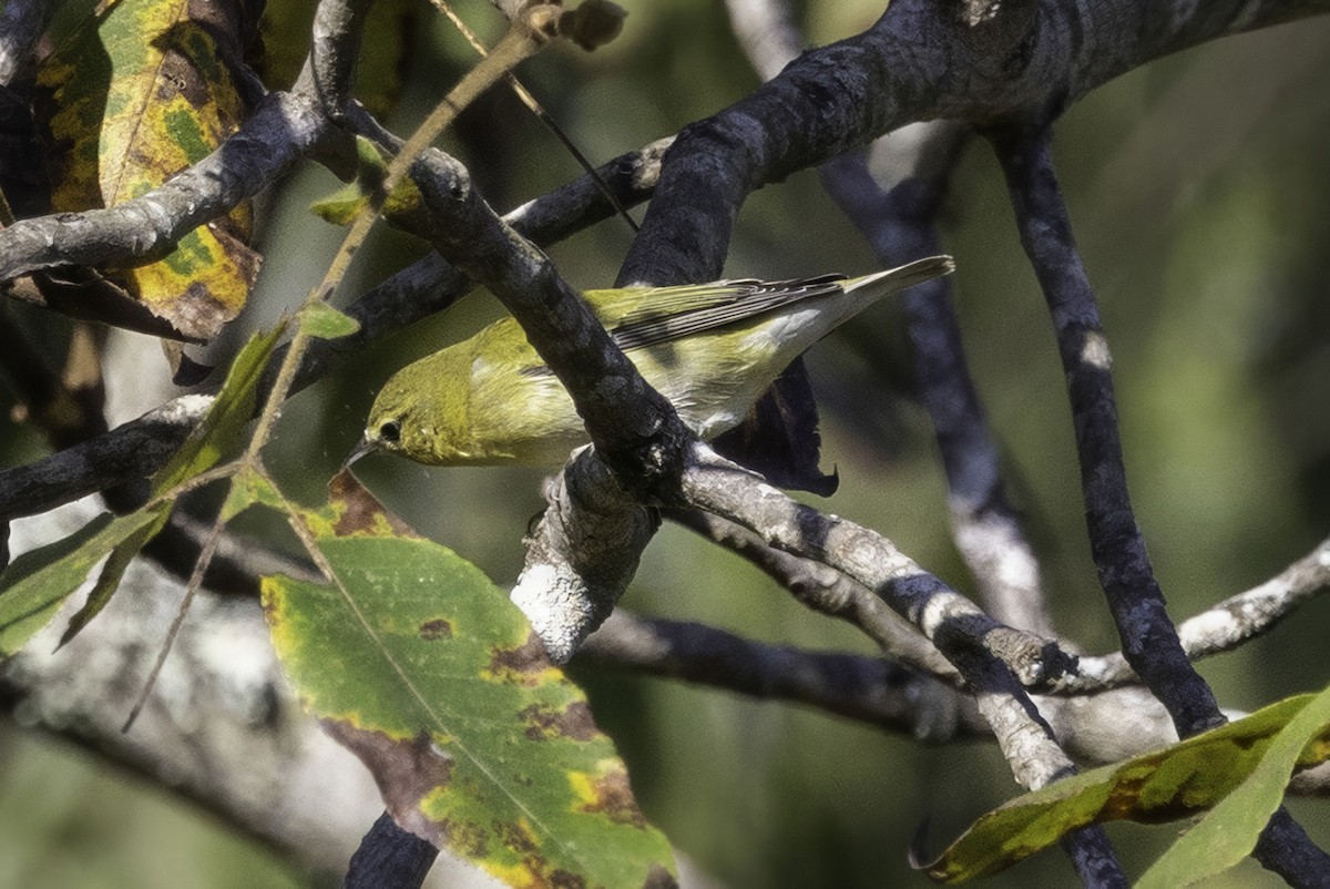 Tennessee Warbler - ML641932353