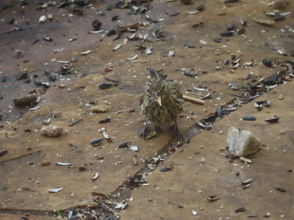 Pine Siskin - ML641932355