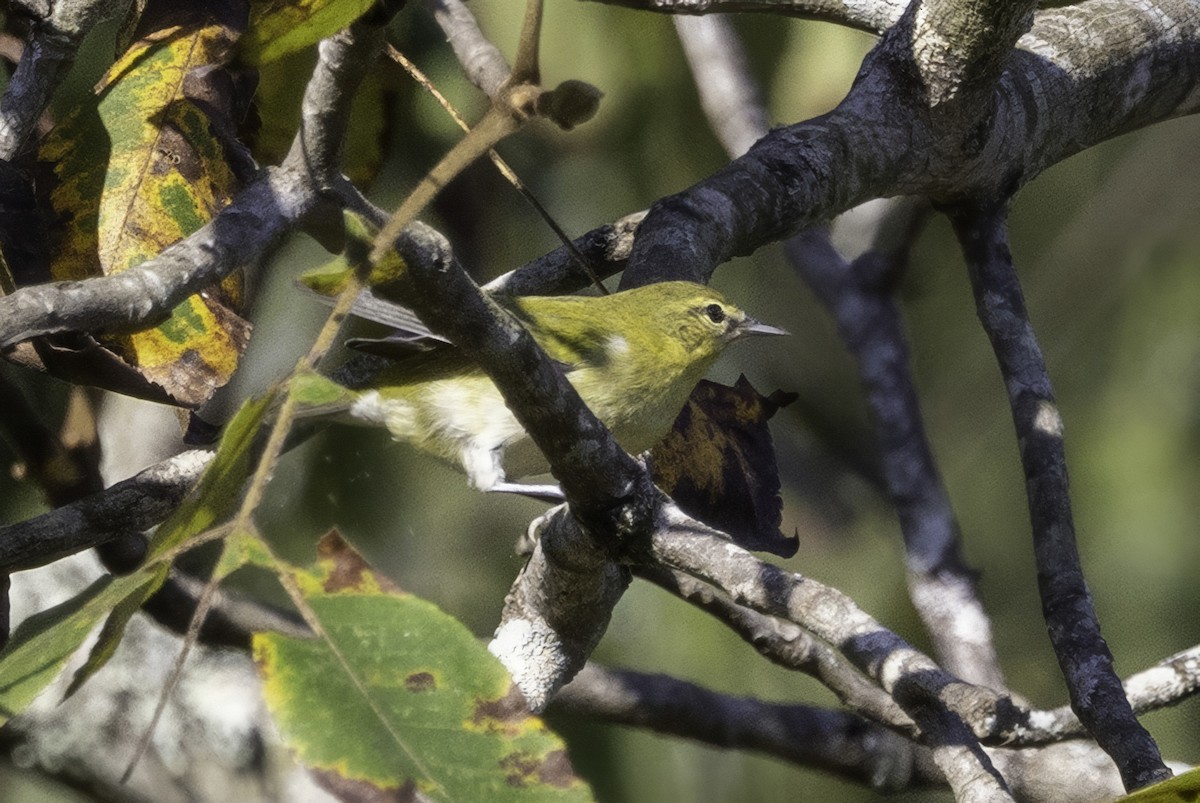 Tennessee Warbler - ML641932358