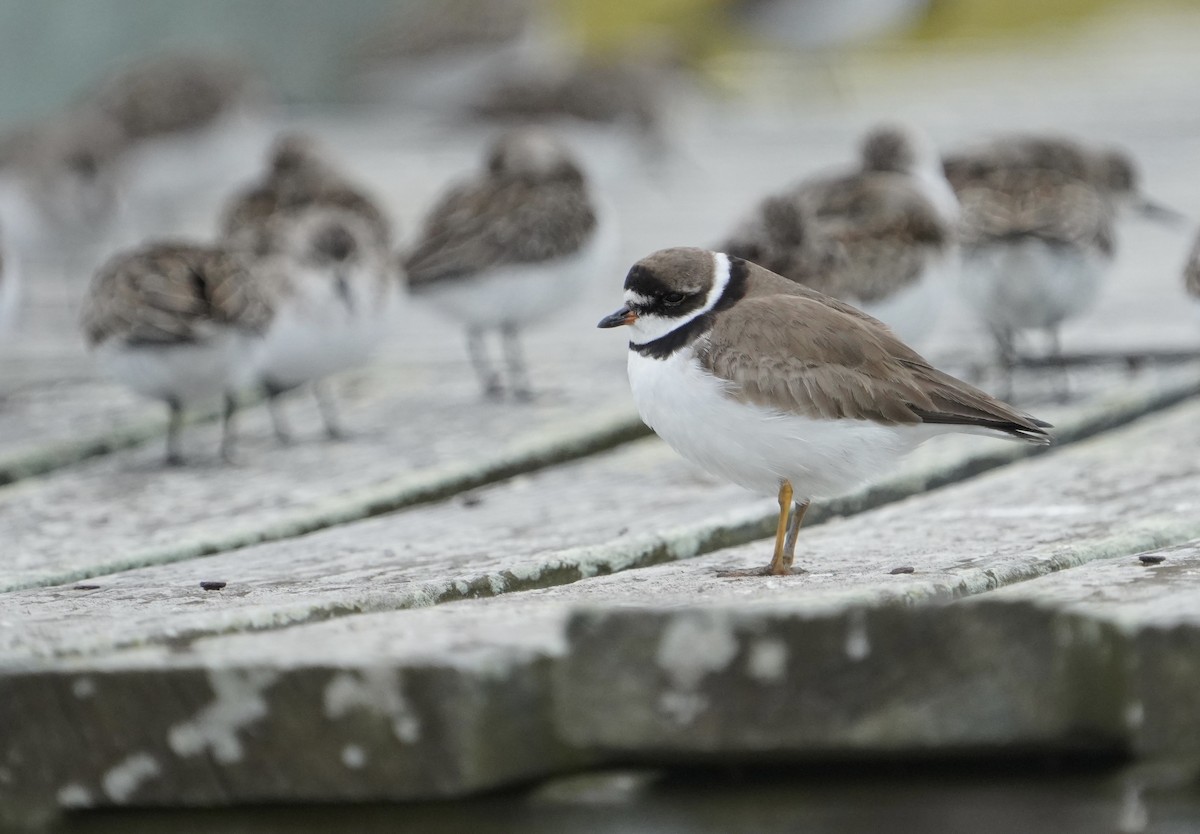 Semipalmated Plover - ML641932360
