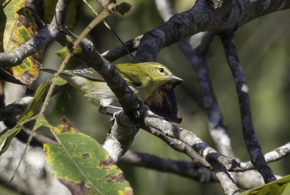 Tennessee Warbler - ML641932364