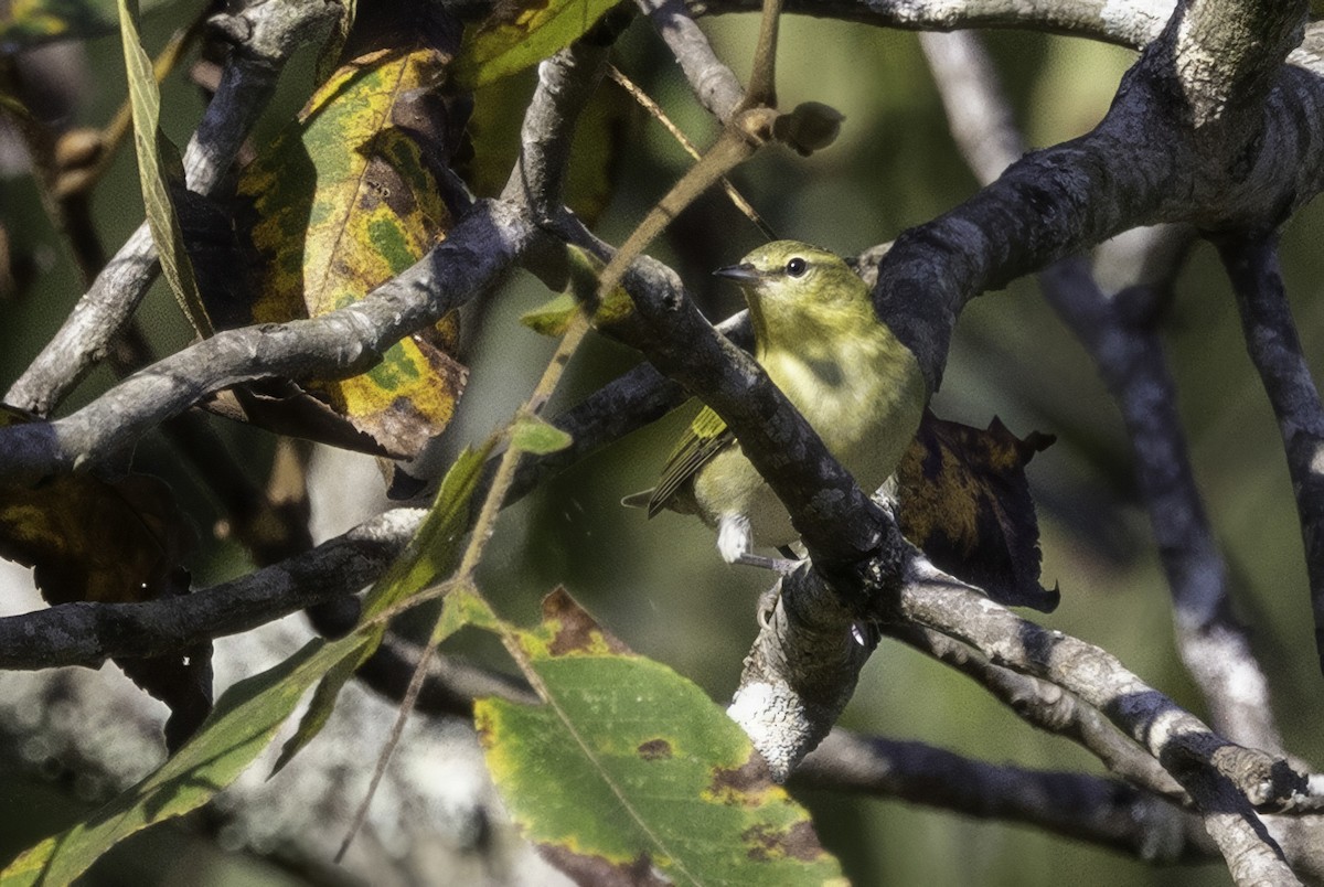 Tennessee Warbler - ML641932372