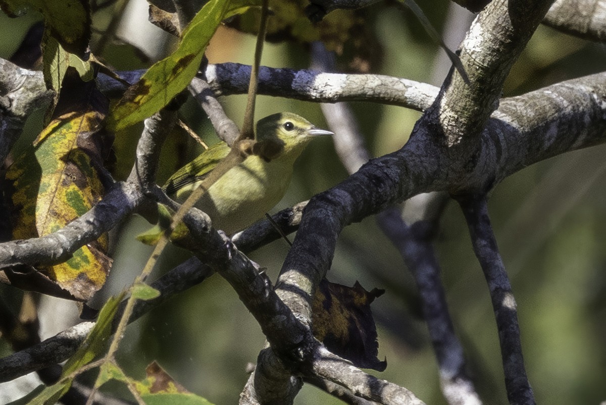 Tennessee Warbler - ML641932373