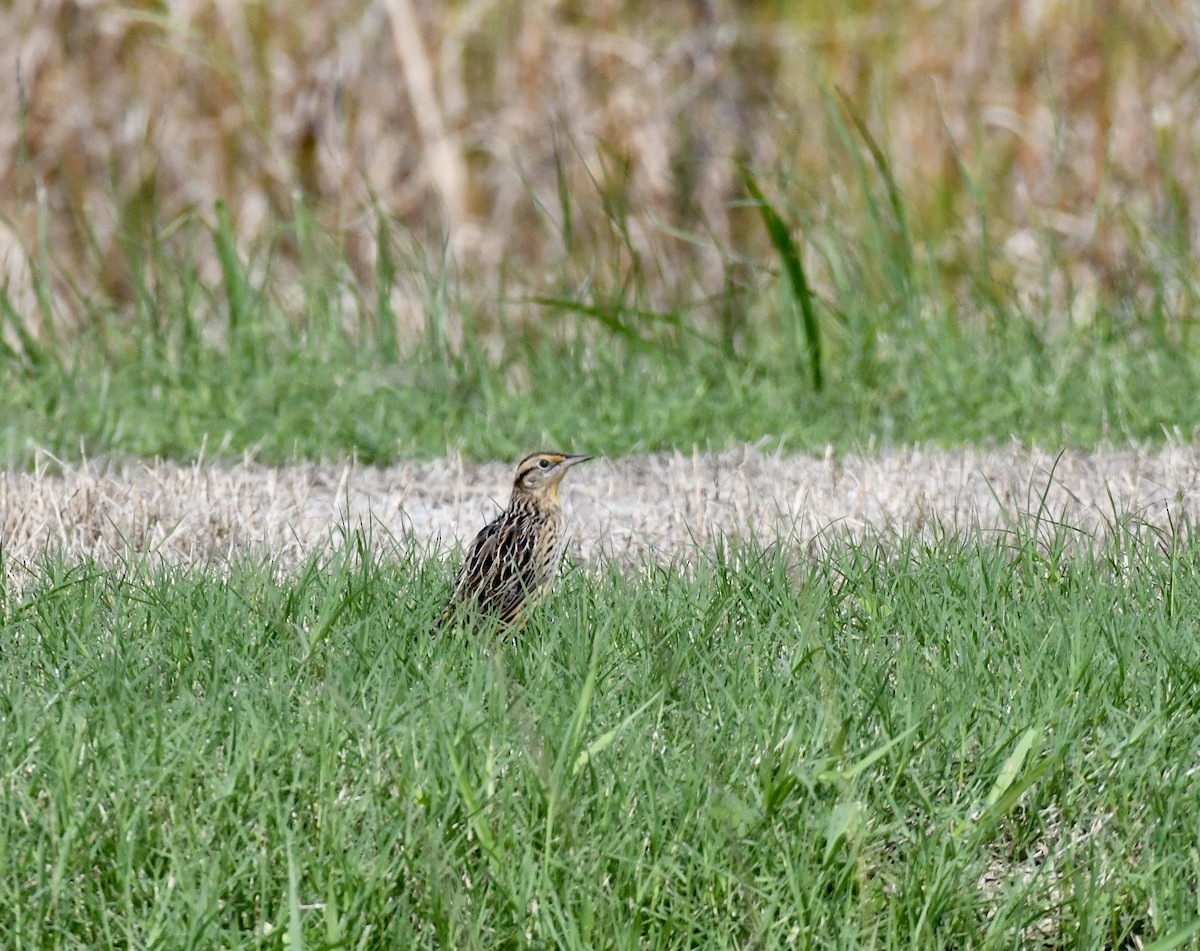 Eastern Meadowlark - ML641932375
