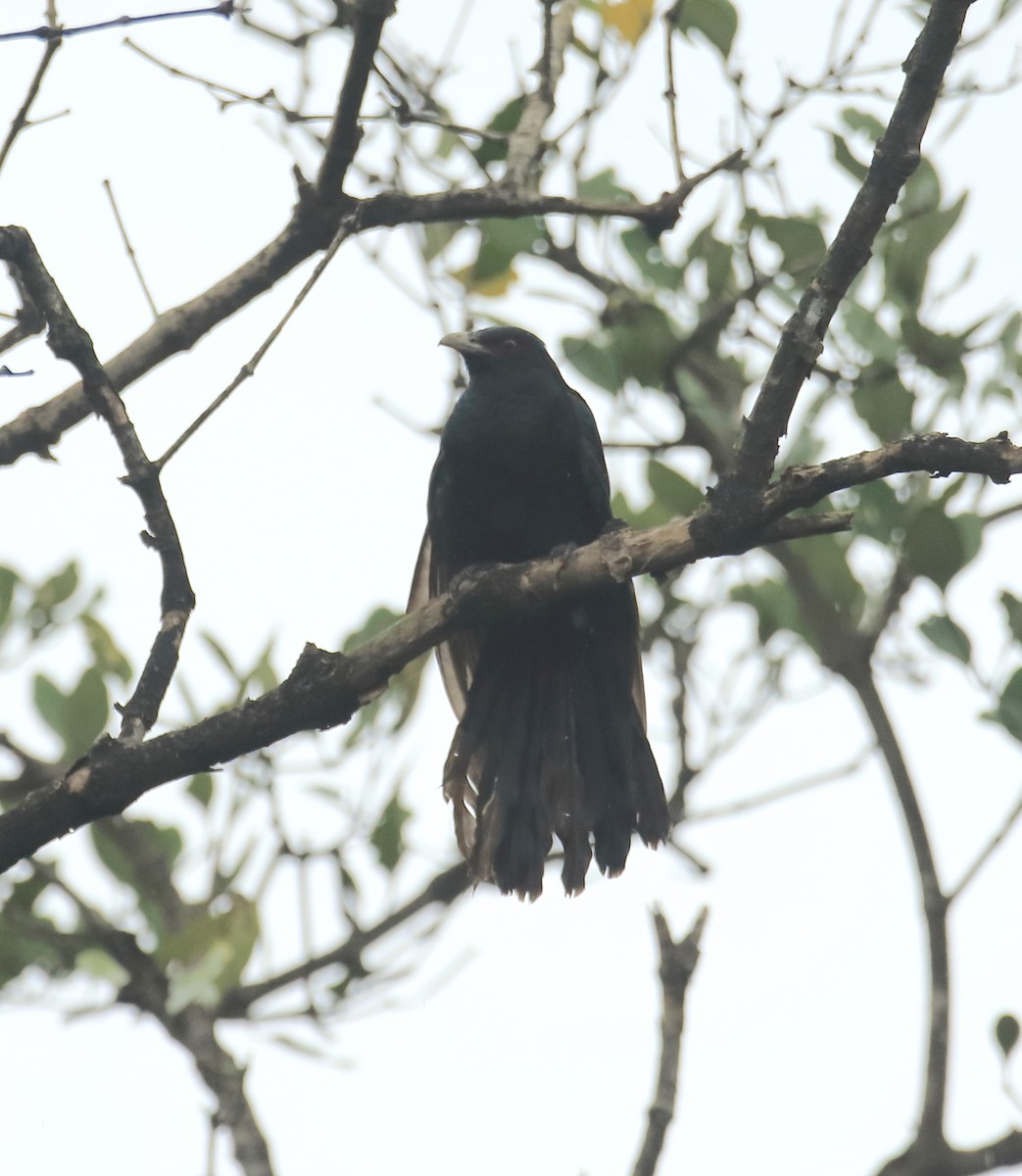 Asian Koel - ML641932382