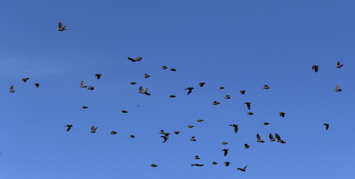 Red-winged Blackbird - ML641932384