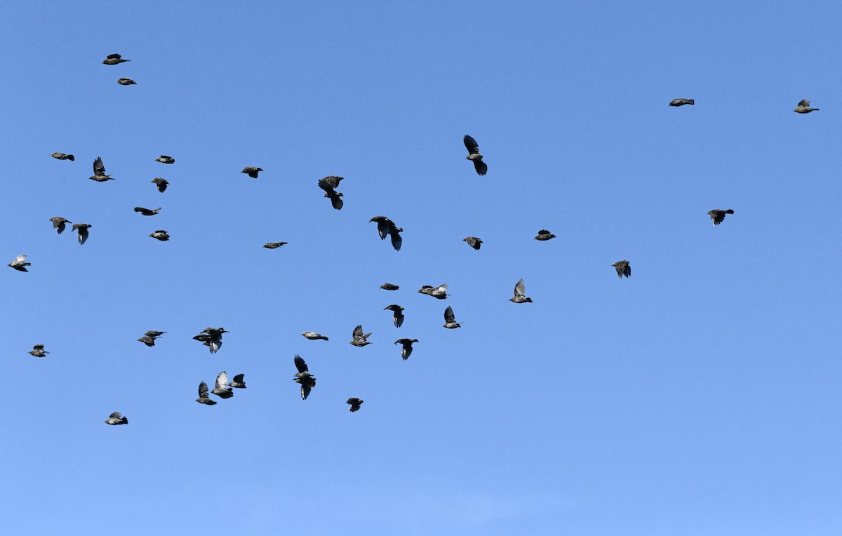 Red-winged Blackbird - ML641932385