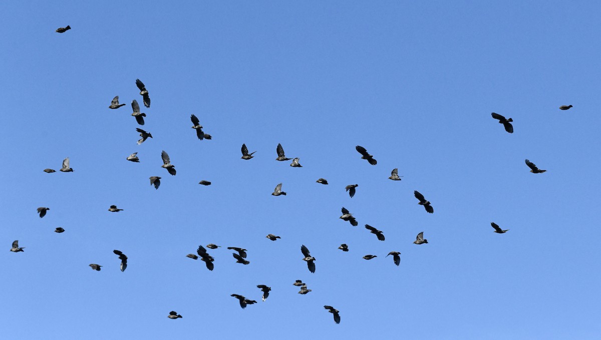 Red-winged Blackbird - ML641932386