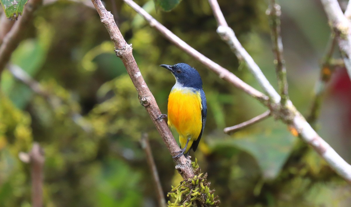 Orange-bellied Flowerpecker - ML641932390