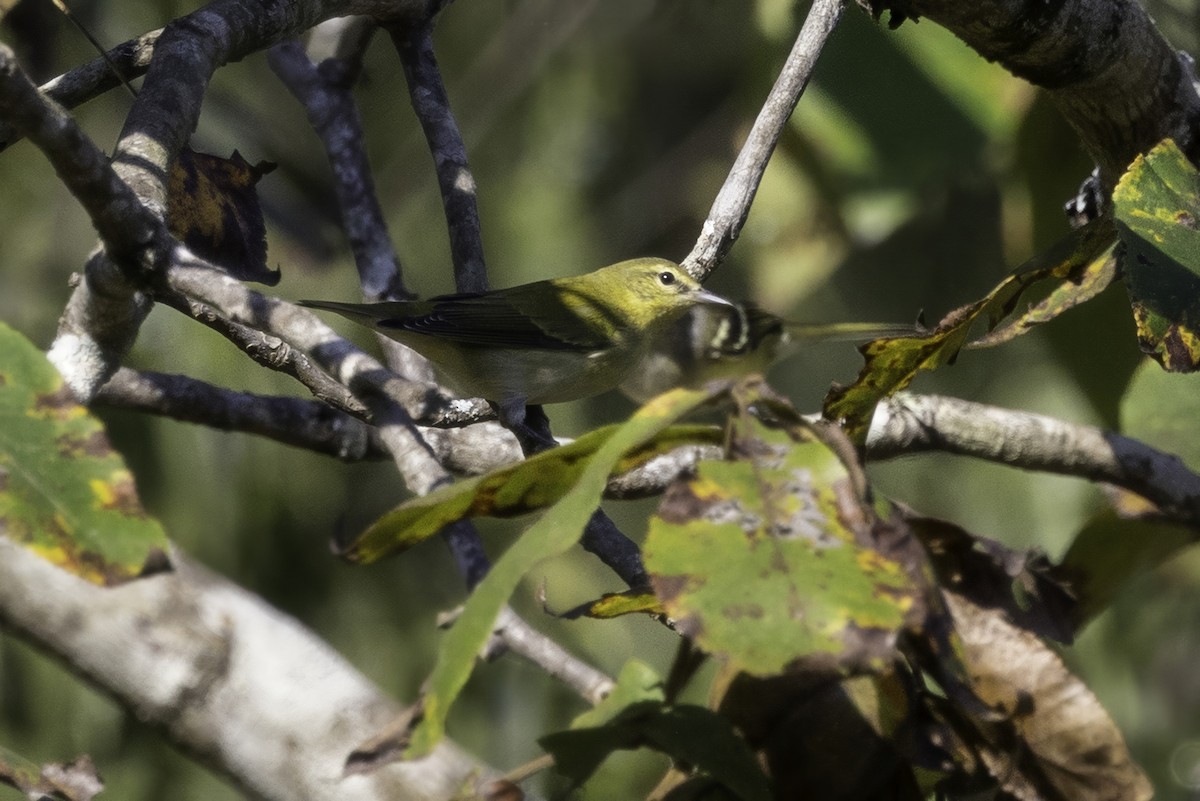 Tennessee Warbler - ML641932391
