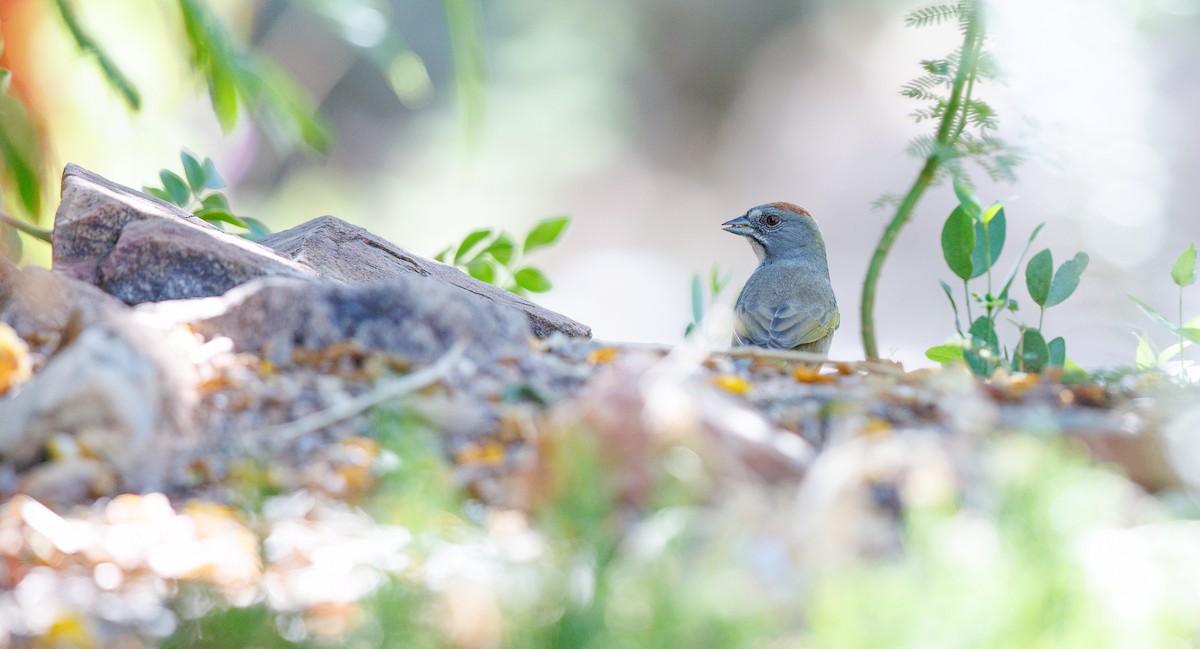 Green-tailed Towhee - ML641932393